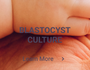 IVF blastocust culture